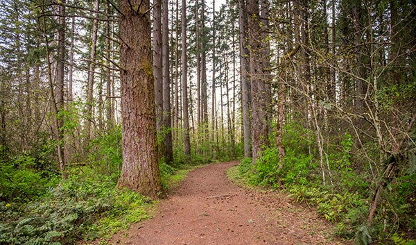 Beaver Marsh