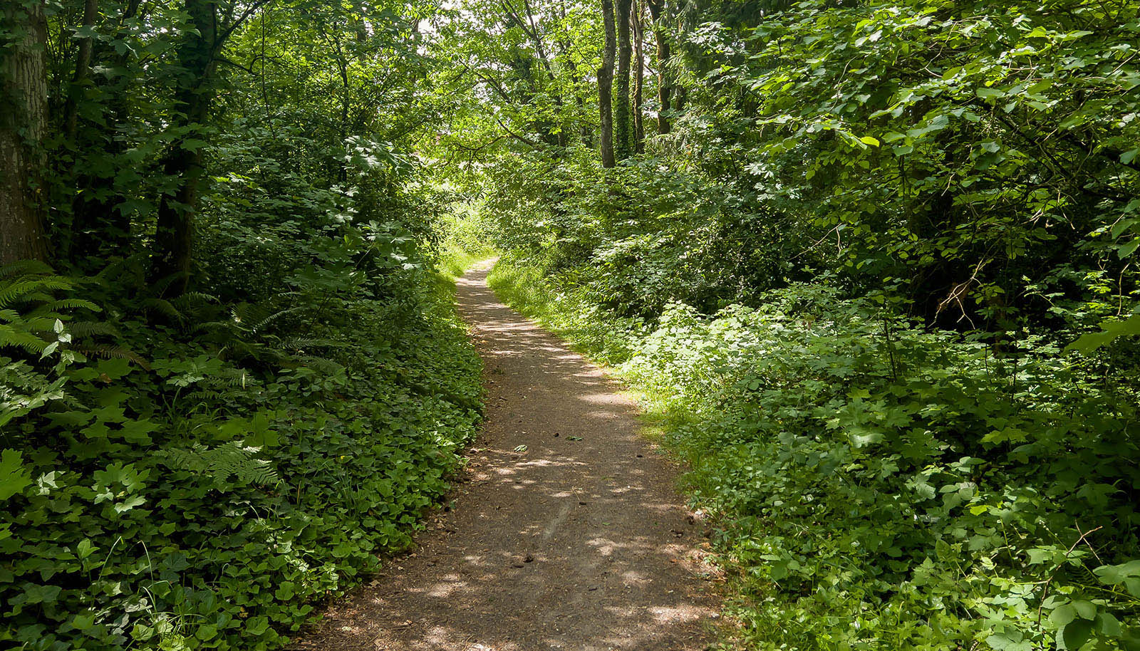 trail in Ellen Davis park