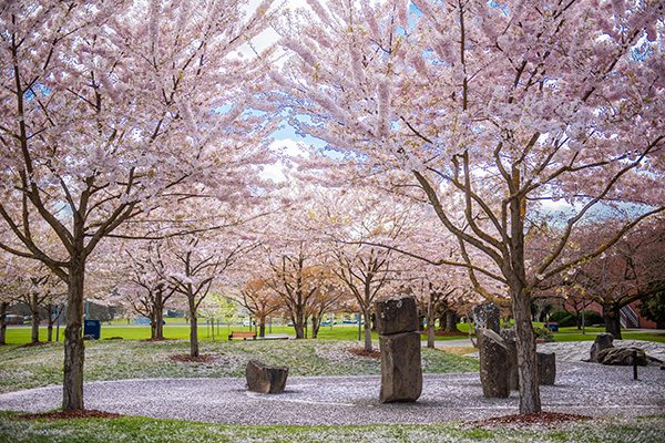 Cherry tree with blossoms in a park