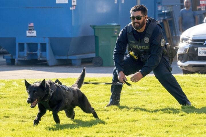 k-9 dog working