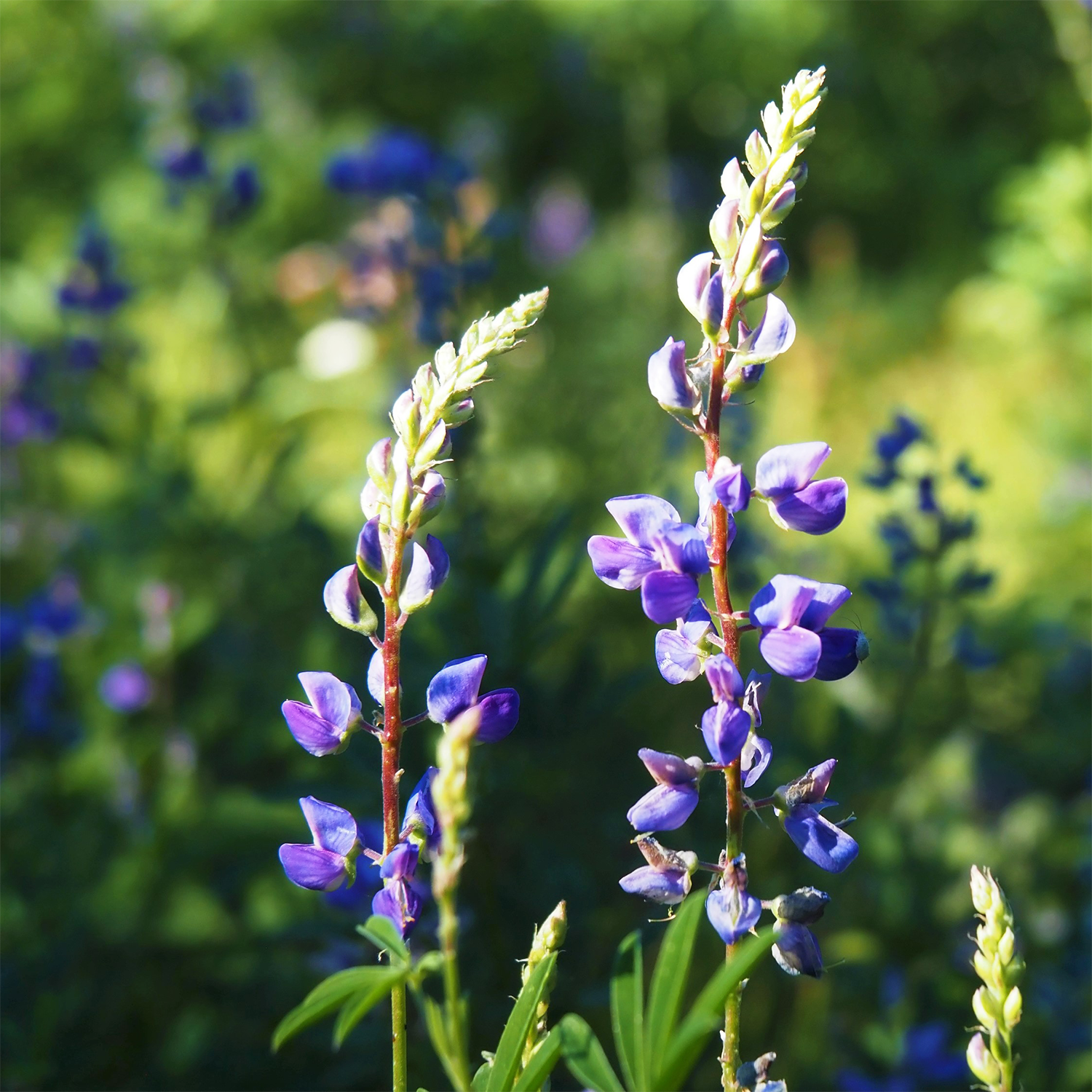 Lupine plant