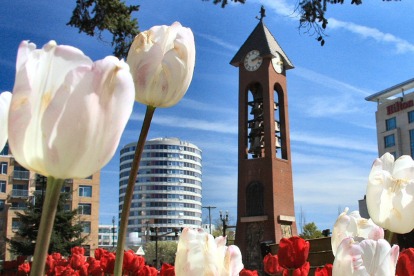 tulips with clock tower