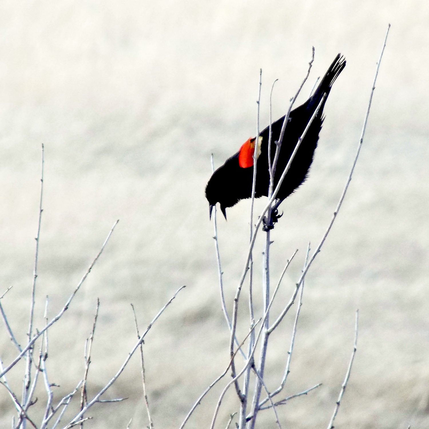 red winged blackbird