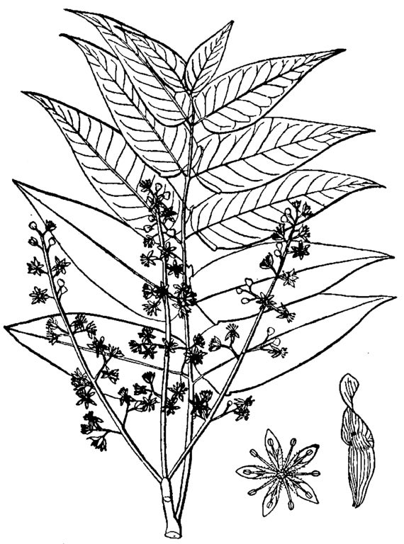 tree of heaven line drawing