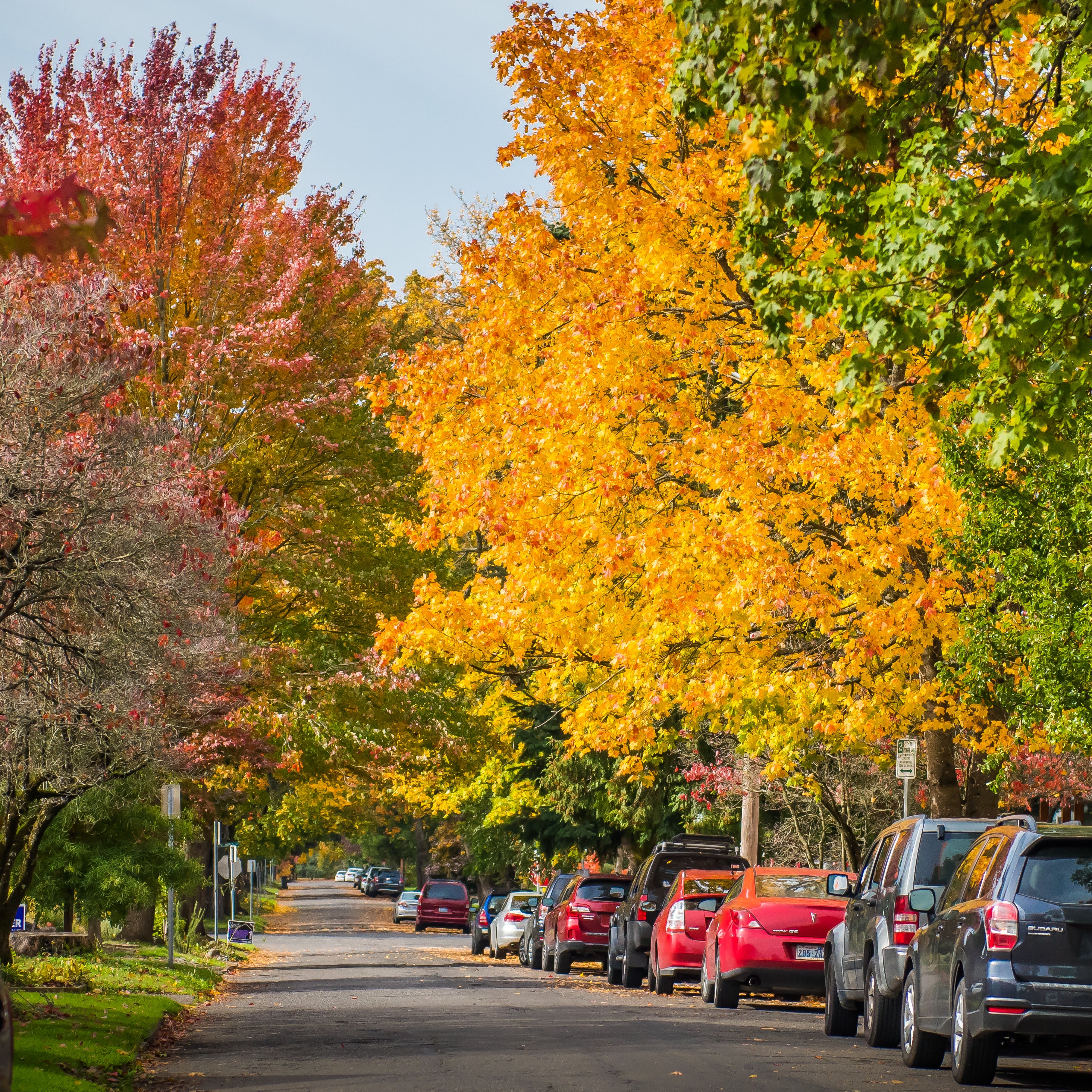Leaf coupons provide free option to dispose of leaves