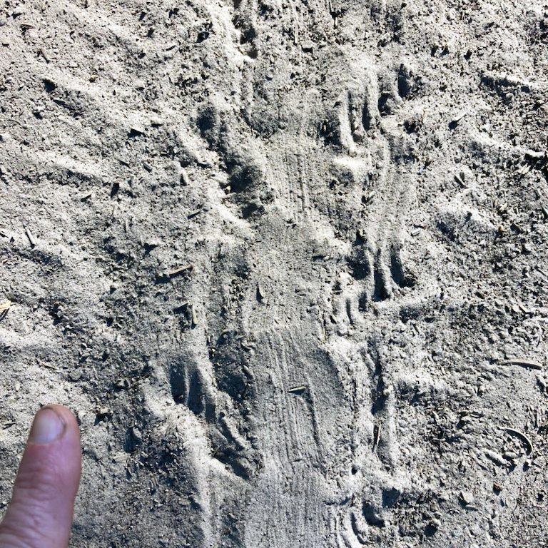 Animal tracks on the sand