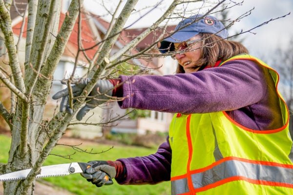 susan sanders pruning