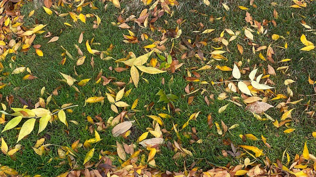 Fall leaves on the ground