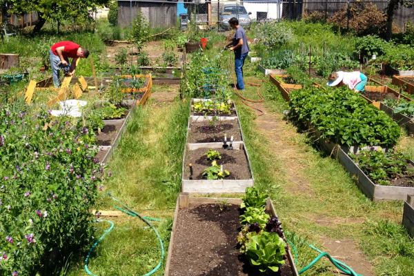 community garden