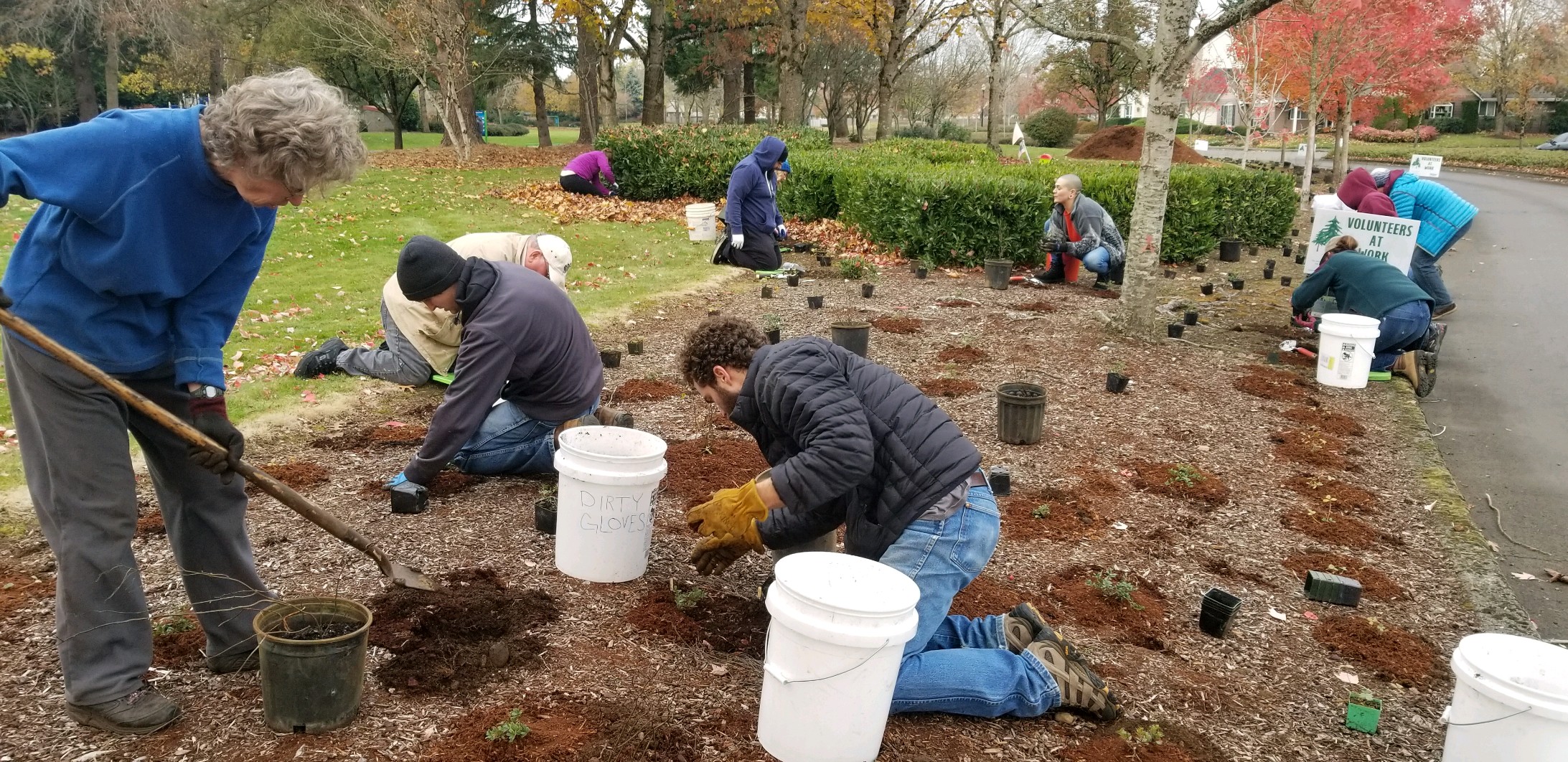 a few volunteers kneel on the ground with buckets to put plants in the ground, one volunteer stands with a shovel