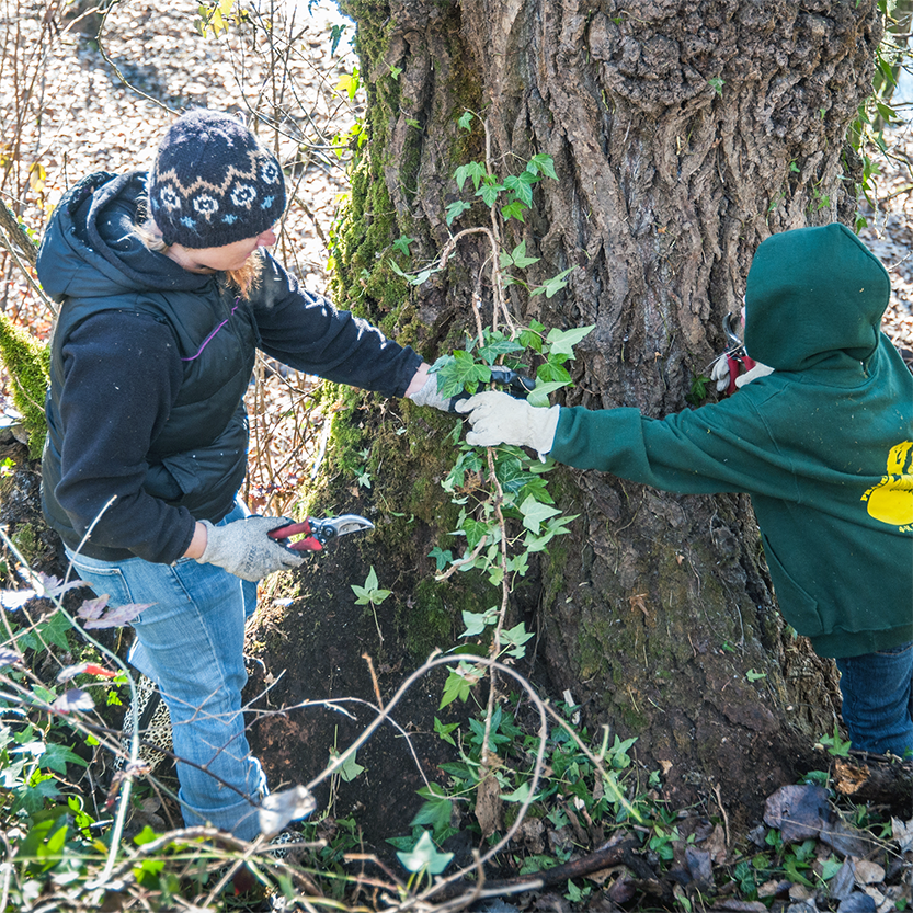 Volunteers removing invasive ivy from local park