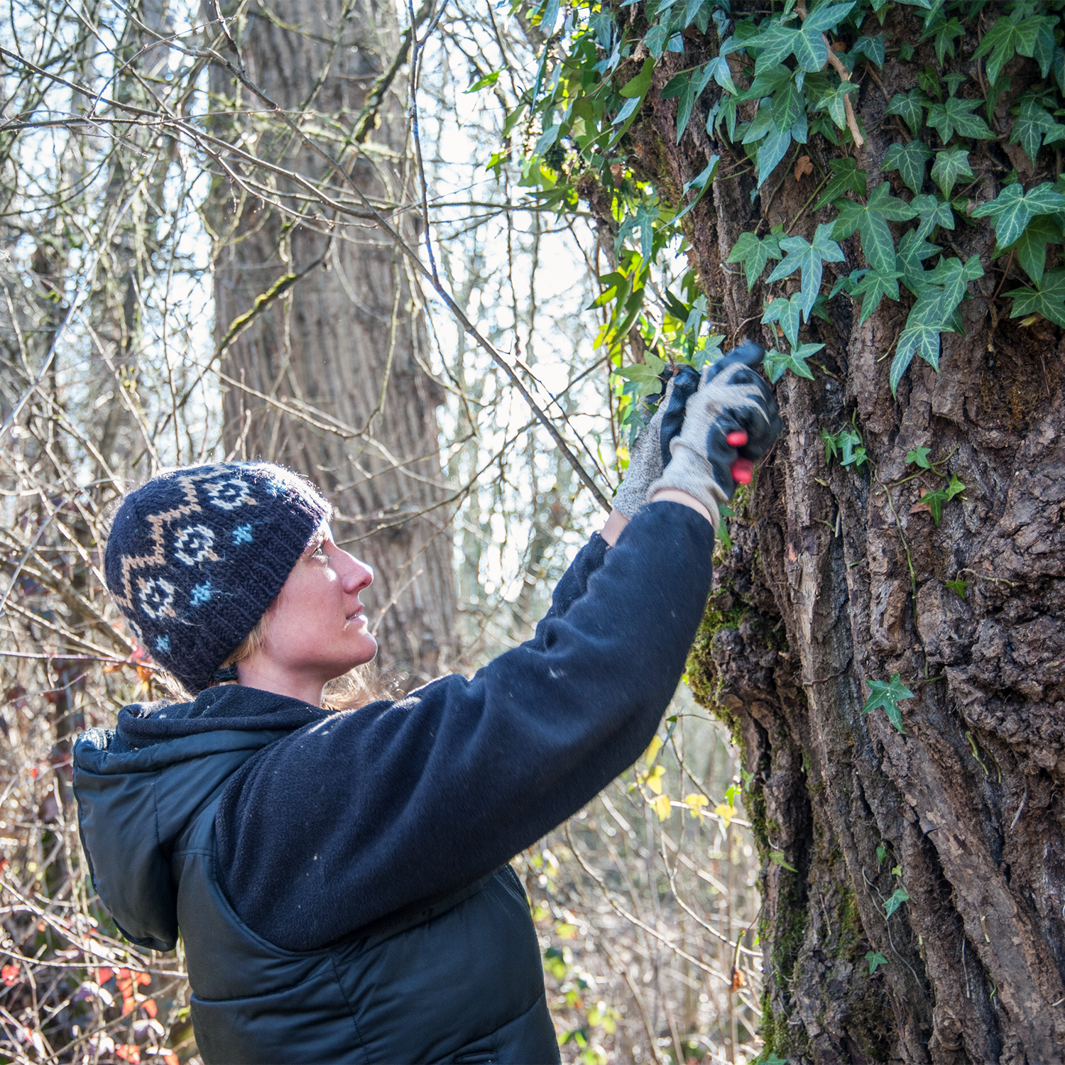 Volunteer removing invasive ivy