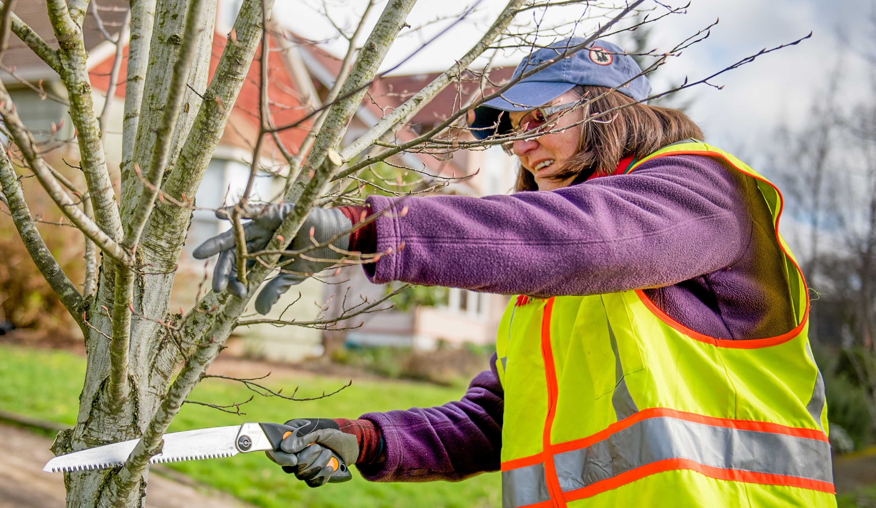volunteer pruning a young tree for structure