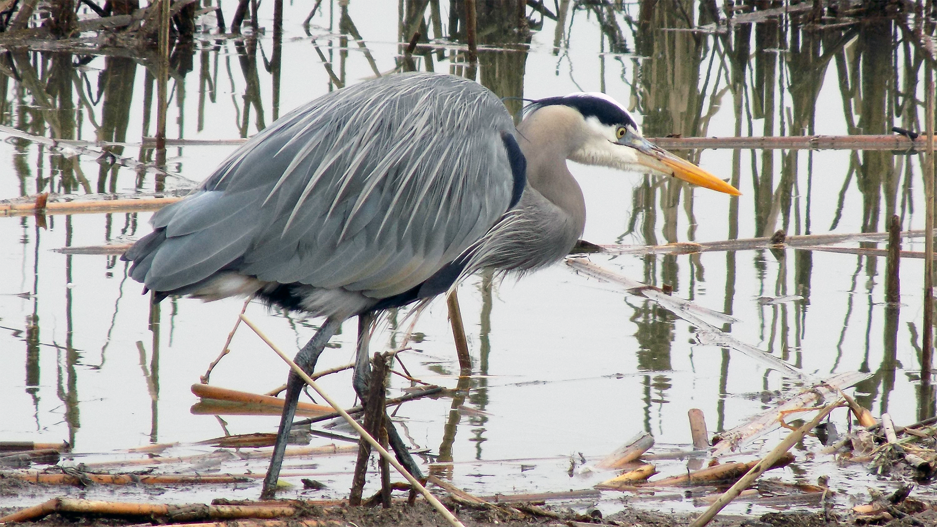 Great blue heron in the wetlands