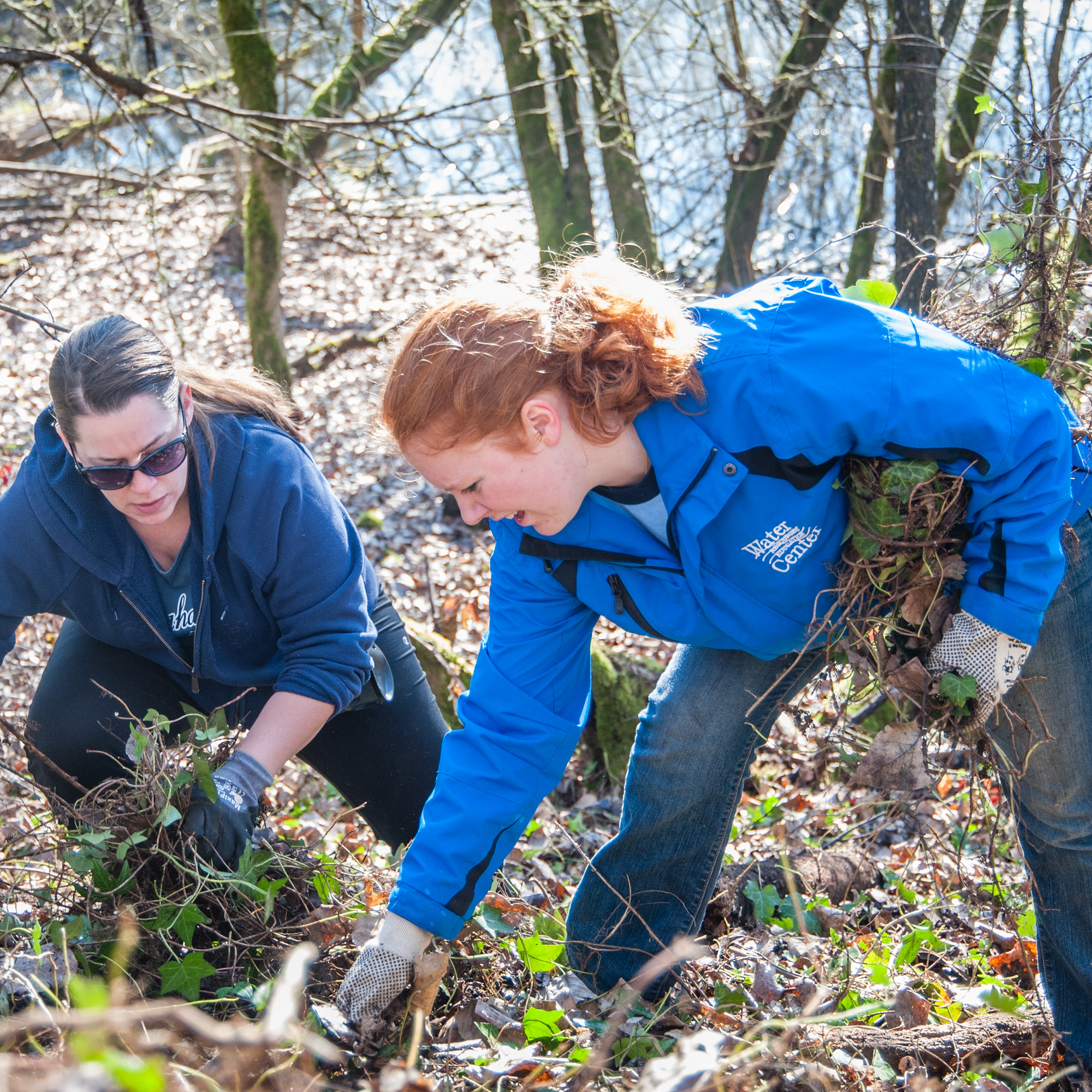 Volunteers removing invasive ivy