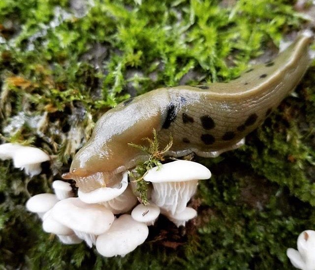 Banana slug