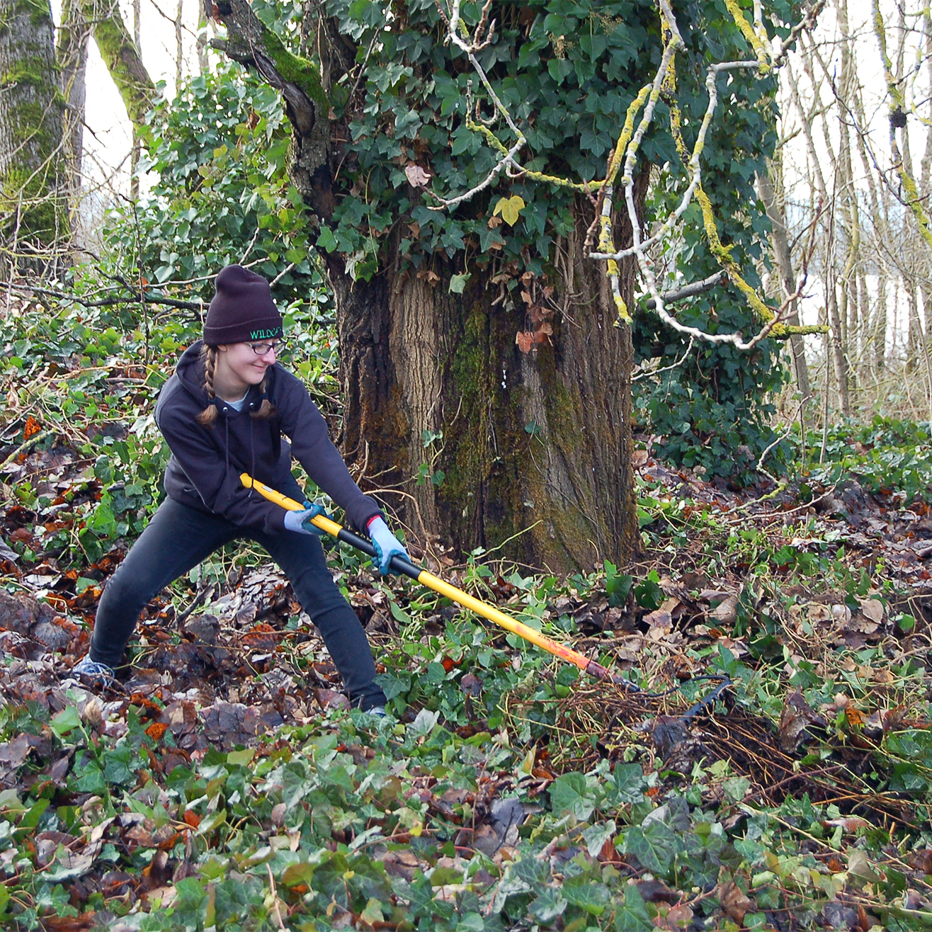 Volunteer raking ivy