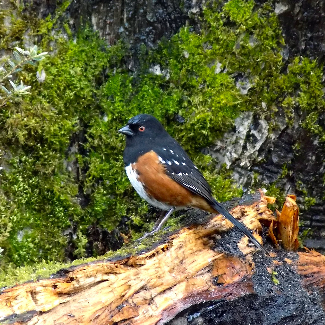 Spotted towhee bird perched on a log