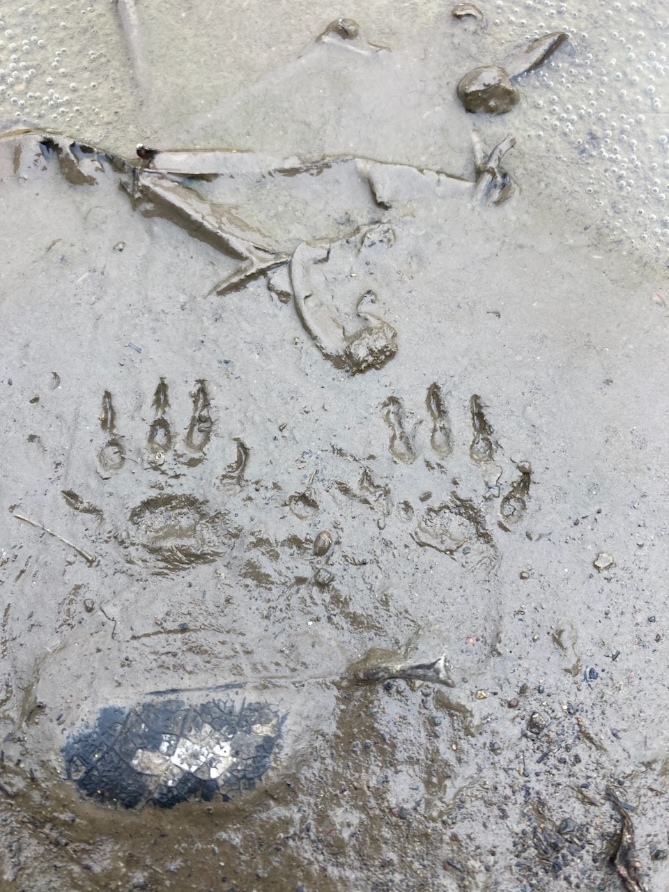 Animal tracks in mud