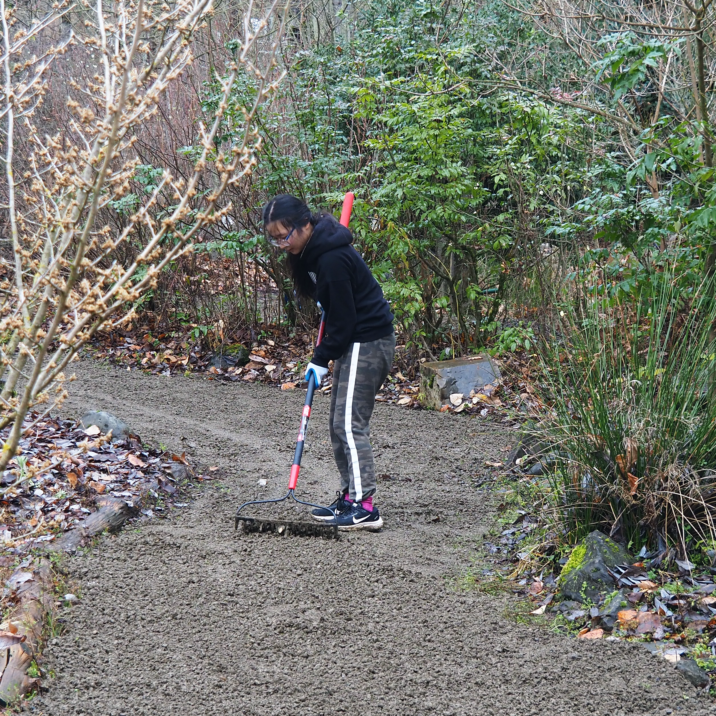 Volunteer raking pathway
