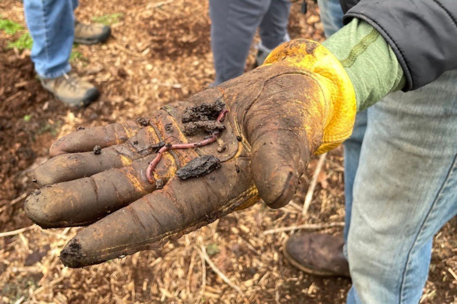 composting with worms