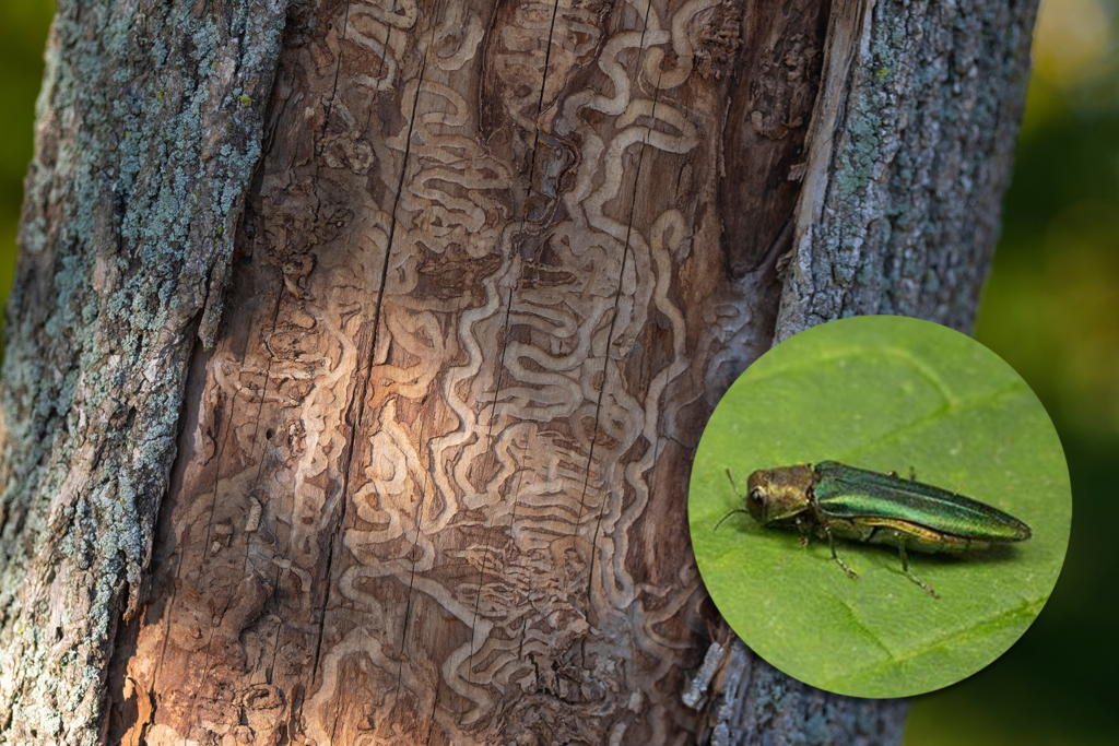 Ash tree with boring pattern and Emerald Ash Borer on leaf