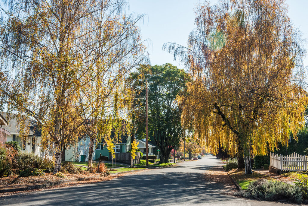 Trees line a street in the Lincoln neighborhood