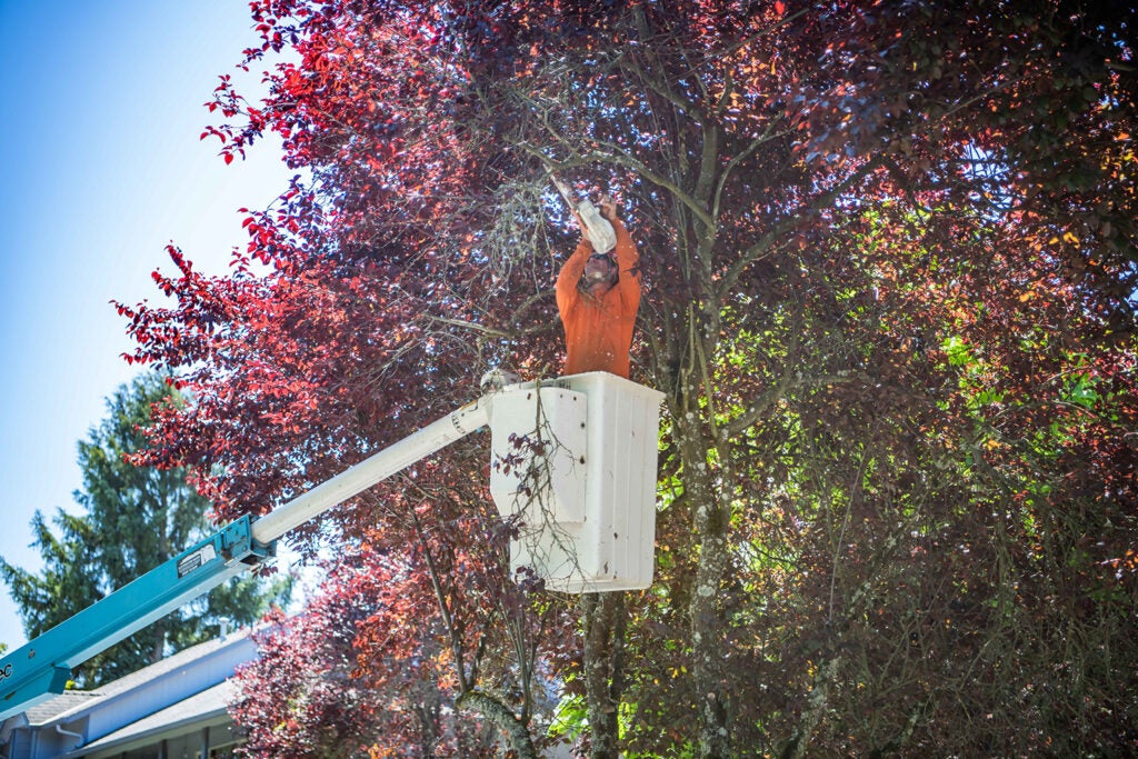 Man prunes a tree in the City