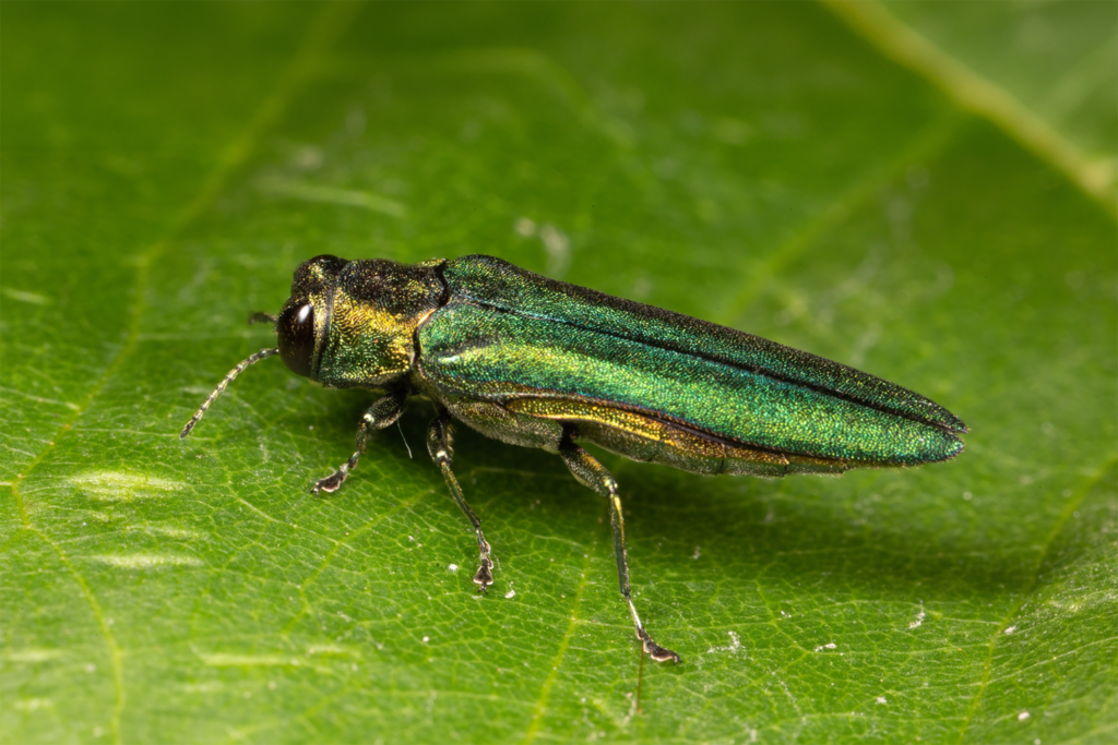 Emerald Ash Borer on a leaf