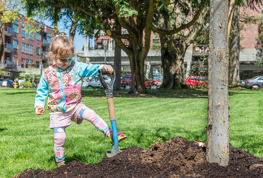 young girl uses shovel near a newly planted tree