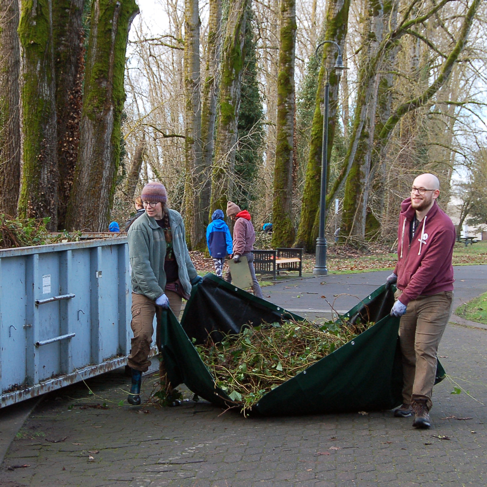 volunteers removing invasive ivy and put it in bin for proper disposal
