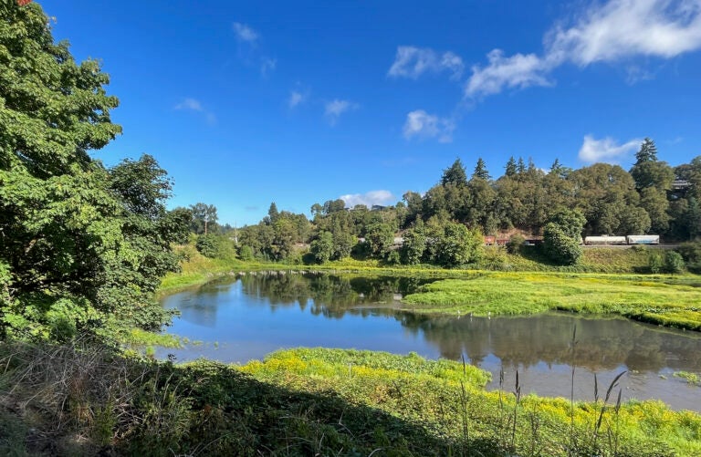 Waterways along local Burnt Bridge Creek