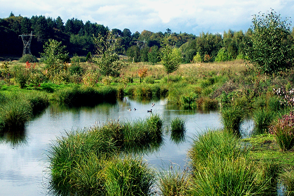 Burnt Bridge Creek greenway area with pond and ducks