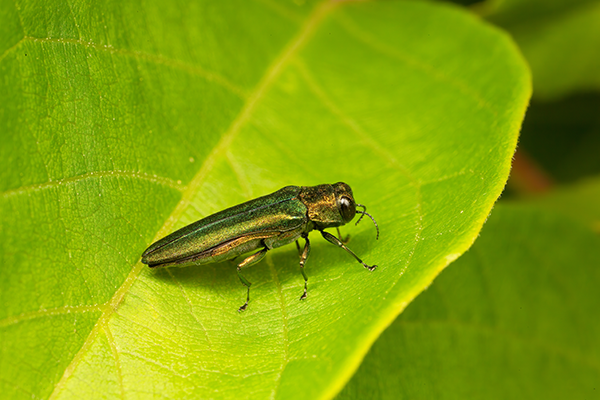 Emerald Ash Borer rests on a green leaf
