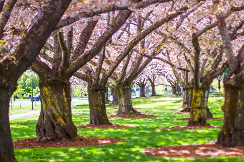Rows of blossoming cherry trees