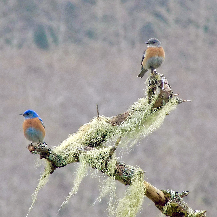 Western Bluebirds on a tree branch