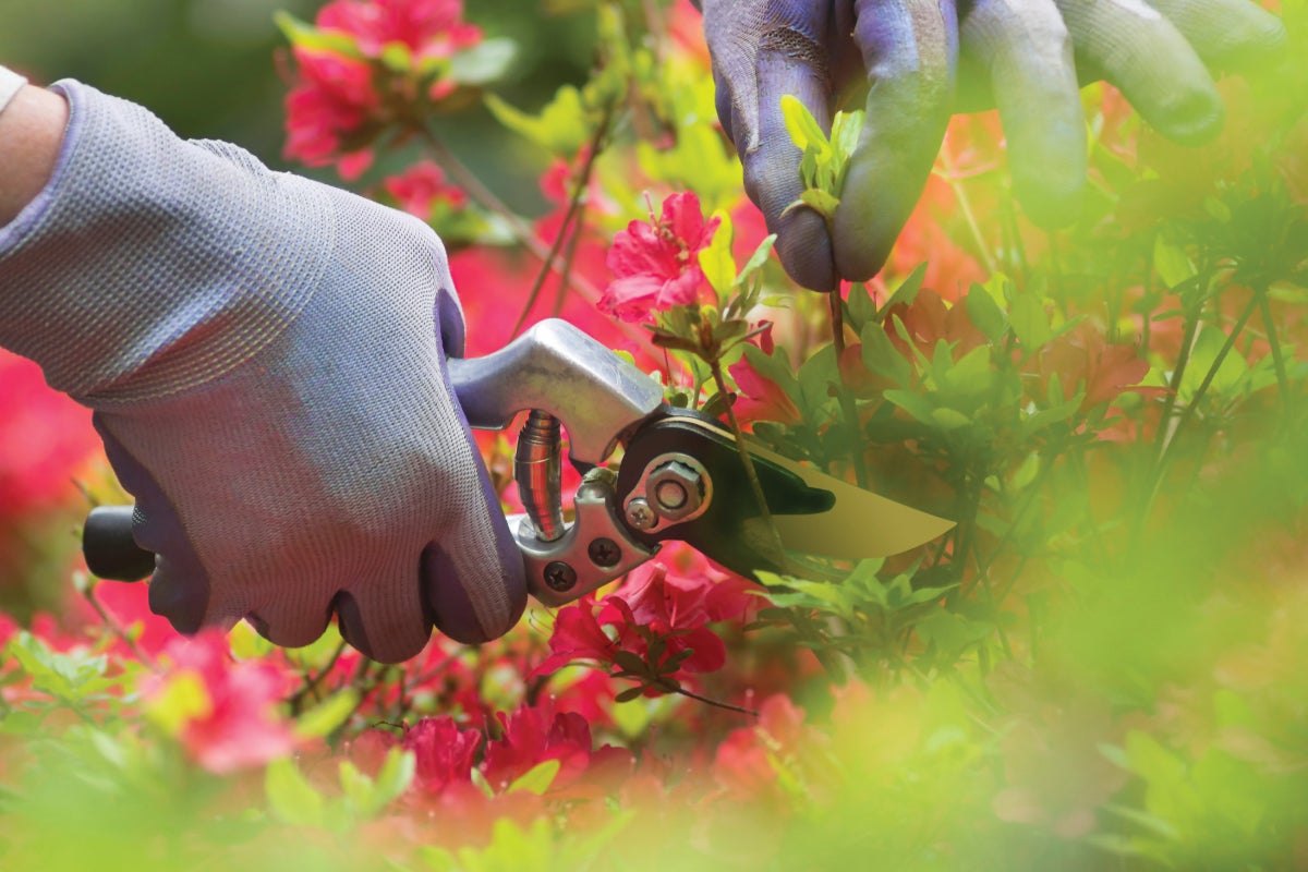 Spring coupons offer free yard debris and tire disposal for Vancouver residents
