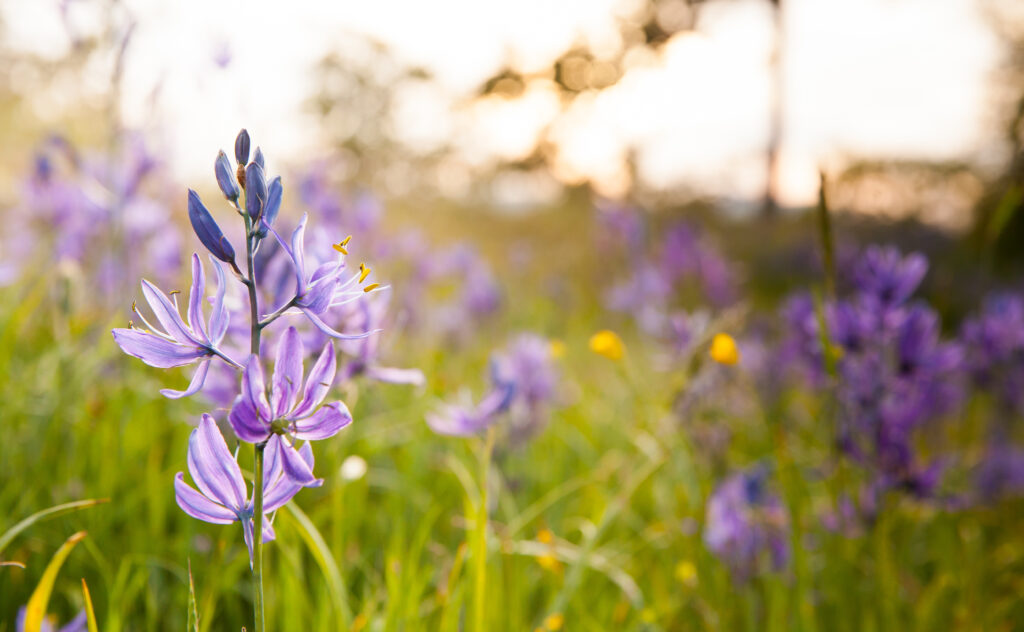 close up of a wildflower field of camas