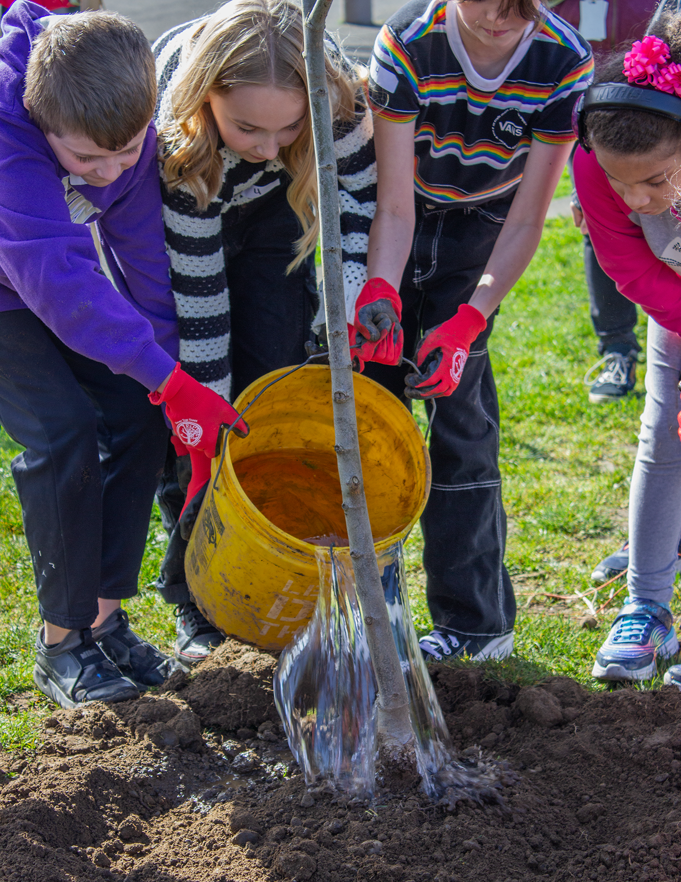 Keep your trees hydrated and healthy this summer
