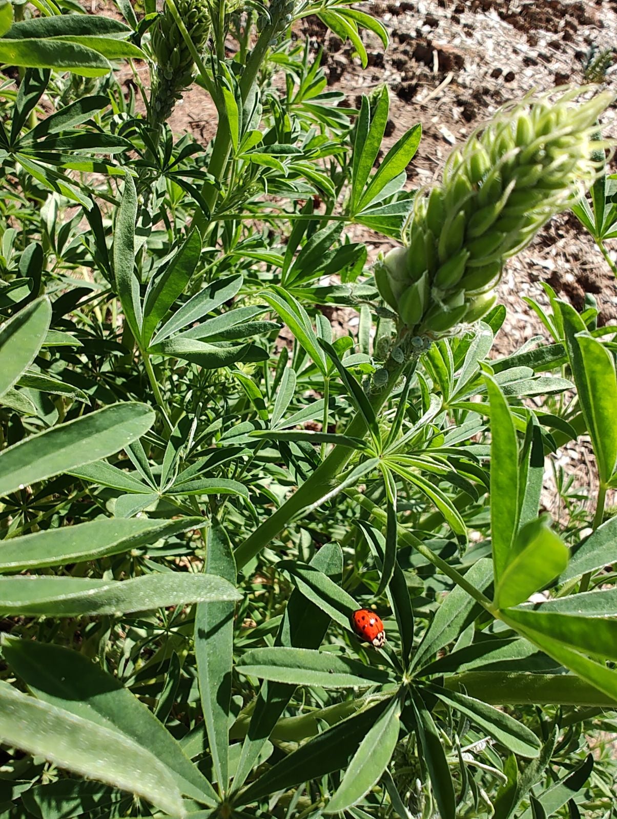 Landbug on a lupine green flower