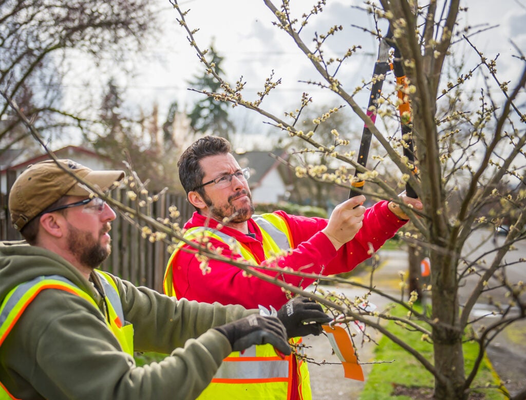 two people pruning a tree