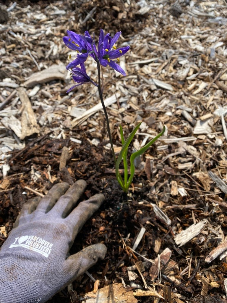gloved hand on ground with mulch next to lupine flower