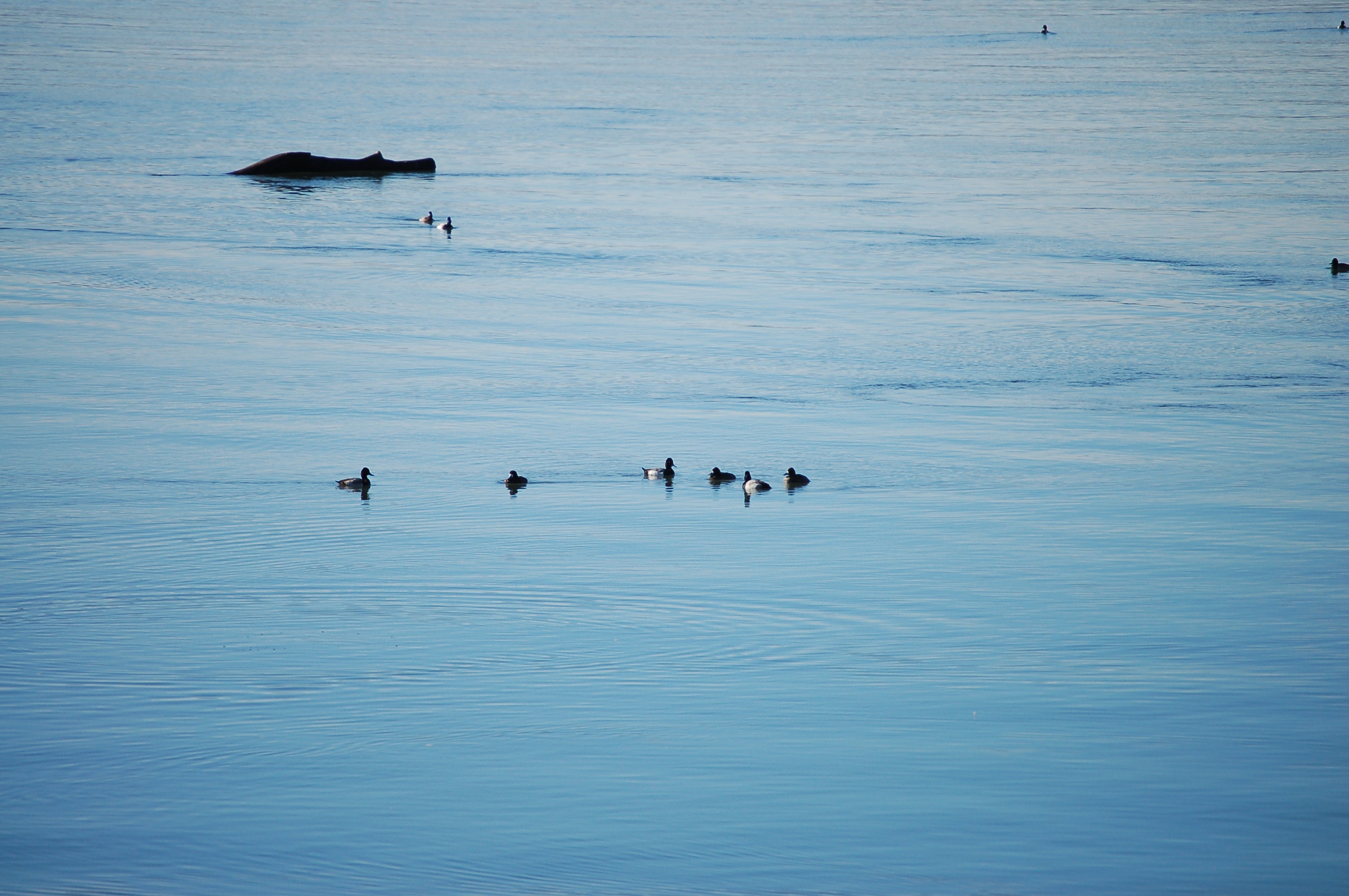 Winter Birding on the Columbia River
