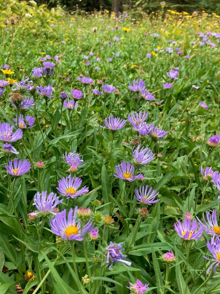 Douglas asters dominating the landscape.