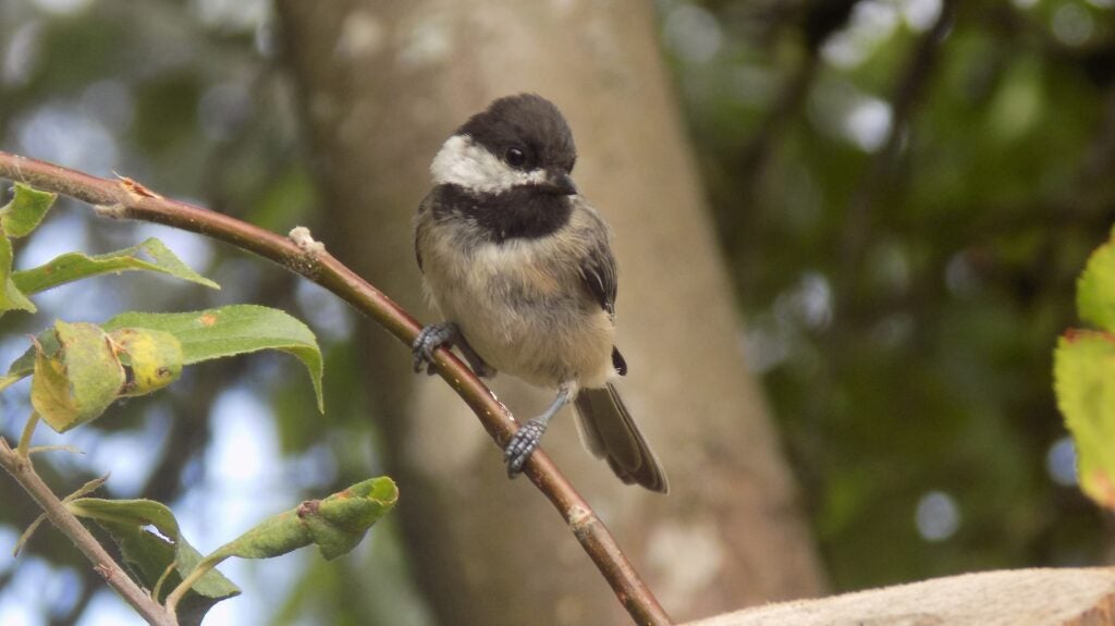 Black-capped chickadee