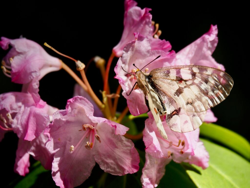 Butterly on flower