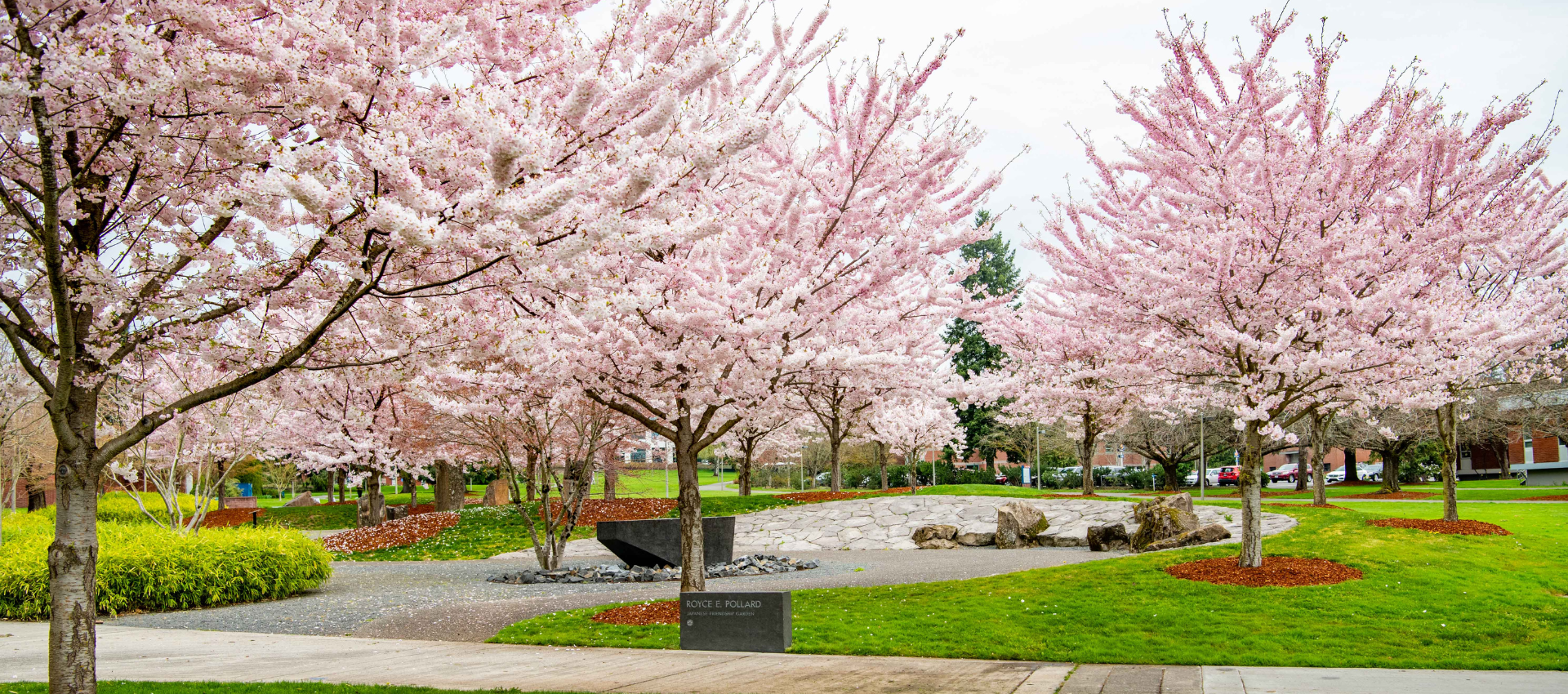 sakura festival cherry trees