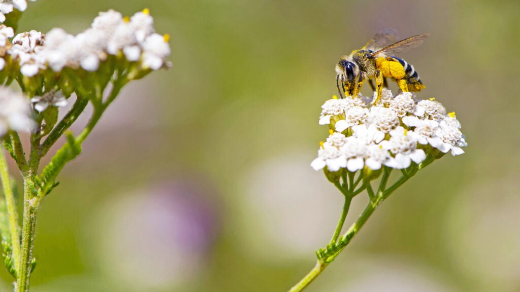 Bee on Yarrow Flower