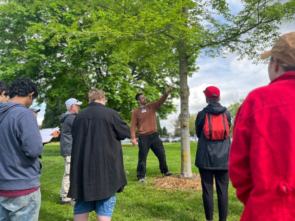 Tree id walk