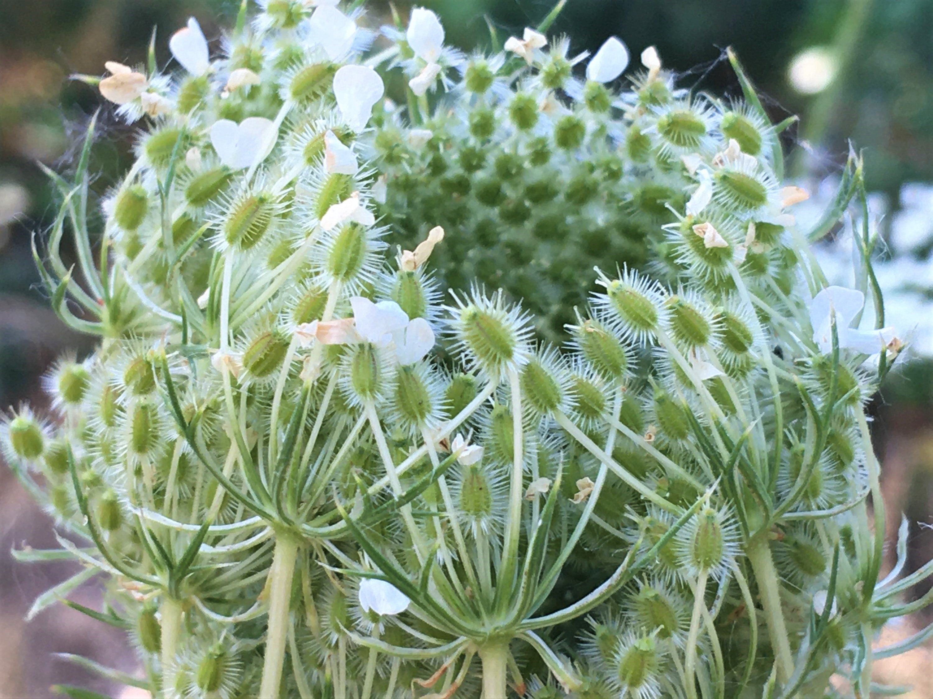 Queen Anne's lace going to seed